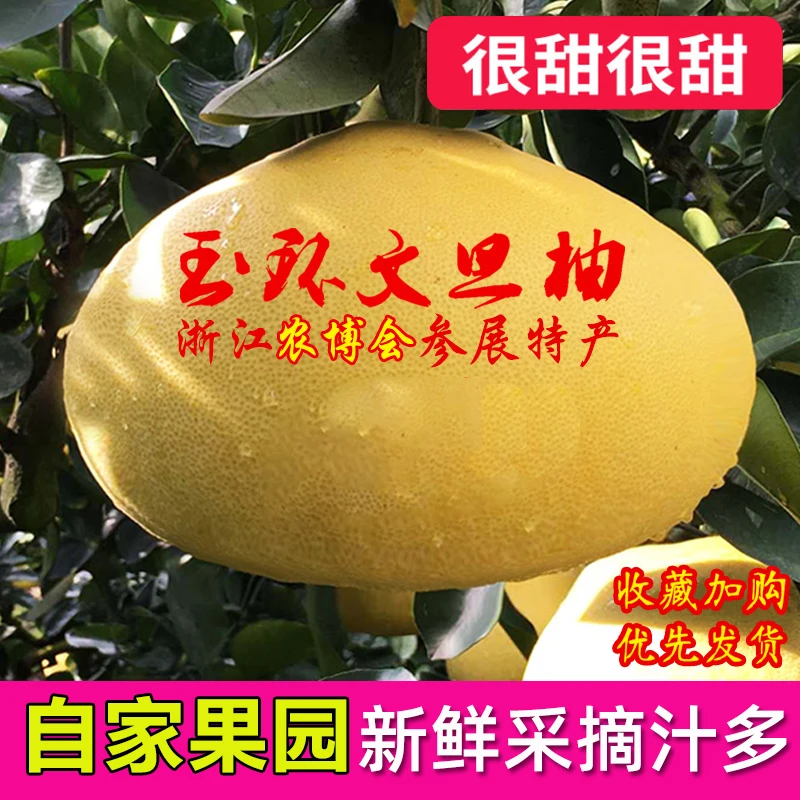 仙庆玉环文旦正宗台州楚门当季孕妇新鲜柚子文旦柚白蜜柚好吃