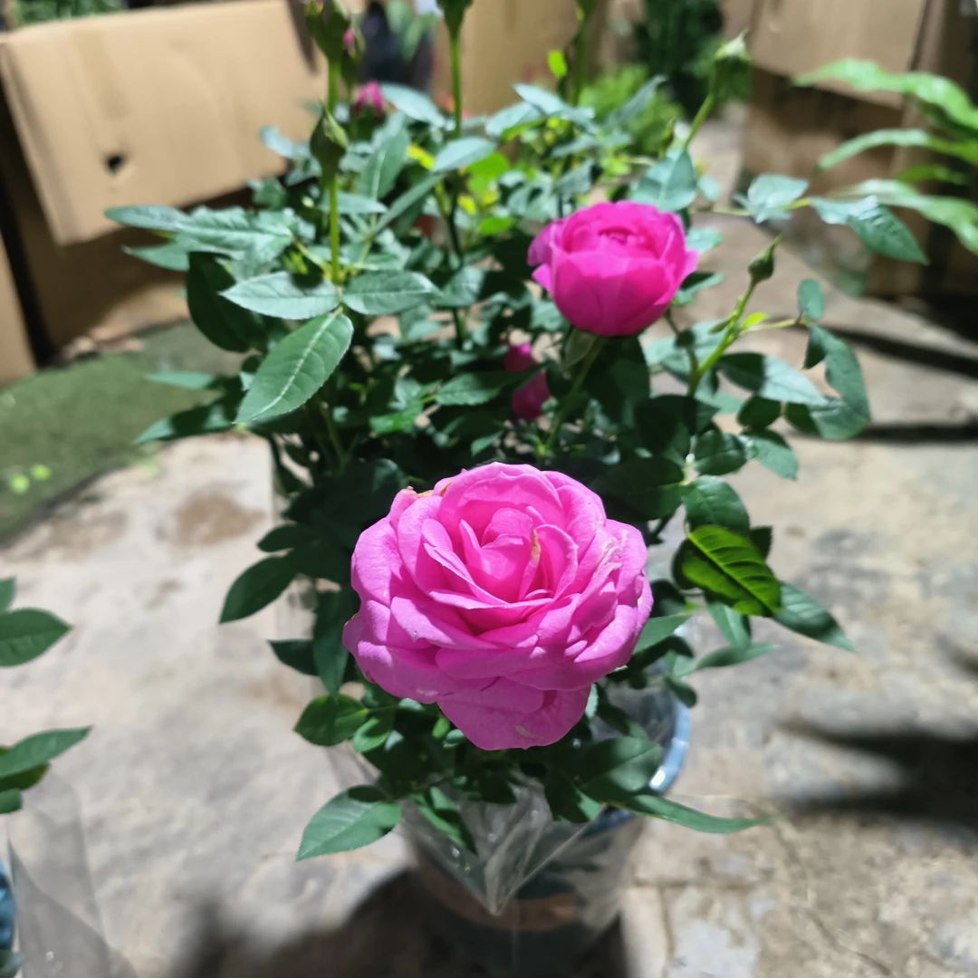 (粉色月季)四季开花花卉植物