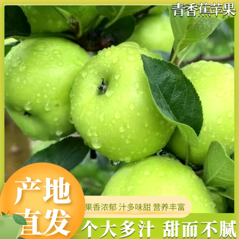 云南昭通青香蕉苹果3斤当季新鲜青苹果 果香浓郁产地直发现摘现发