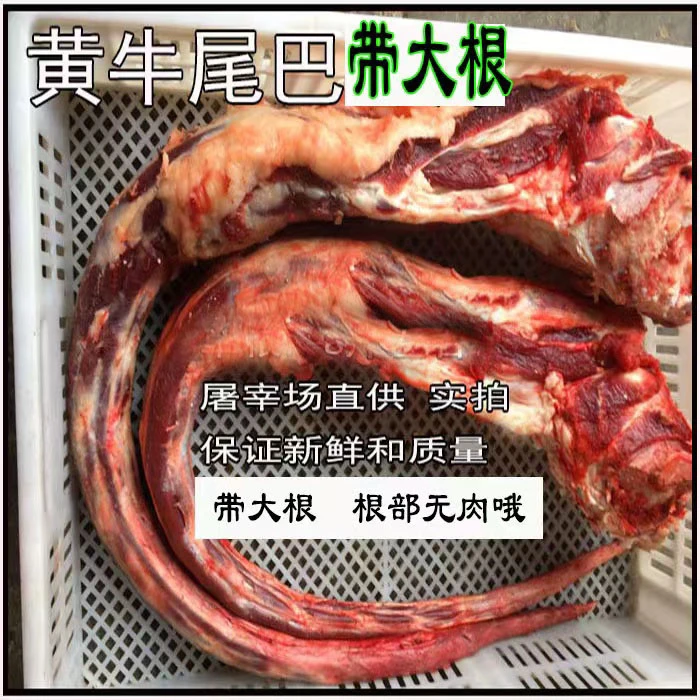 黄尾巴骨 新鲜牛尾巴 带大根  屠宰厂直供 6-10斤