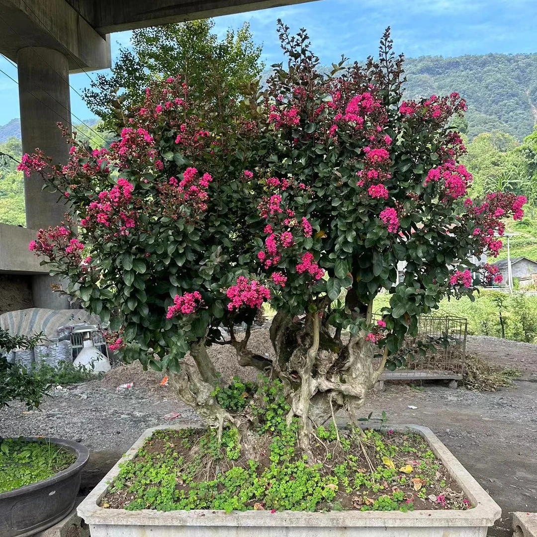 红花紫薇大型景观树