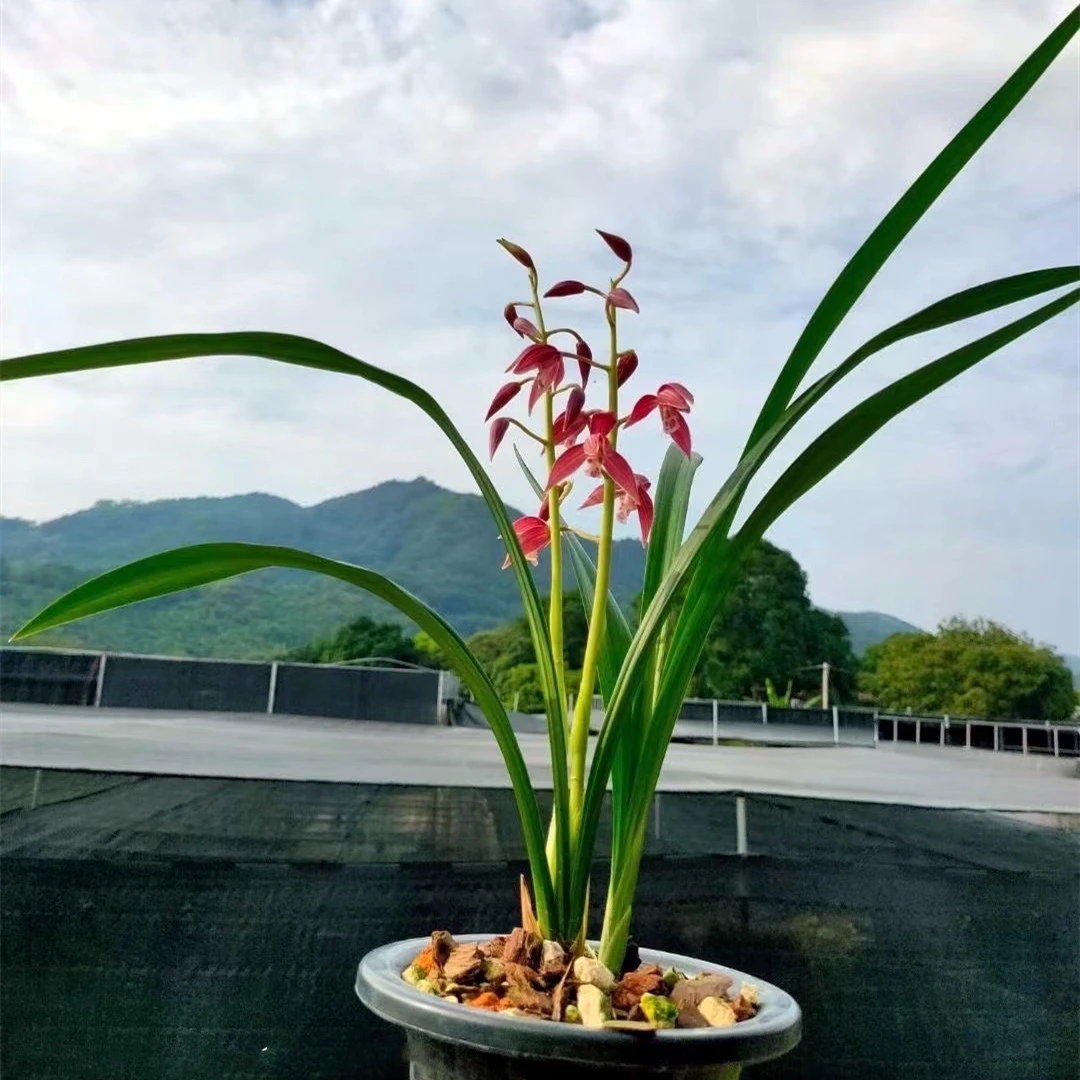 【喜洋洋】 秋榜名贵浓香型大气红花 绿植花卉名品