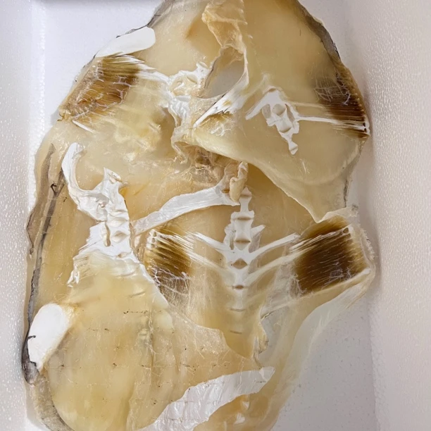 福建特产淡咸马面鱼片干净含量500g/袋