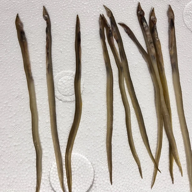 福建特产淡咸鲜小油龙干净含量500g/袋