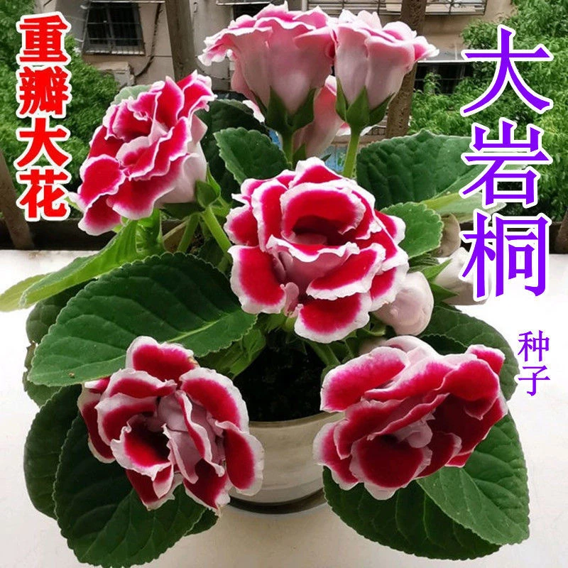 新品重瓣大岩桐种子富贵芙蓉花草种子四季播室内阳台盆栽花卉种子