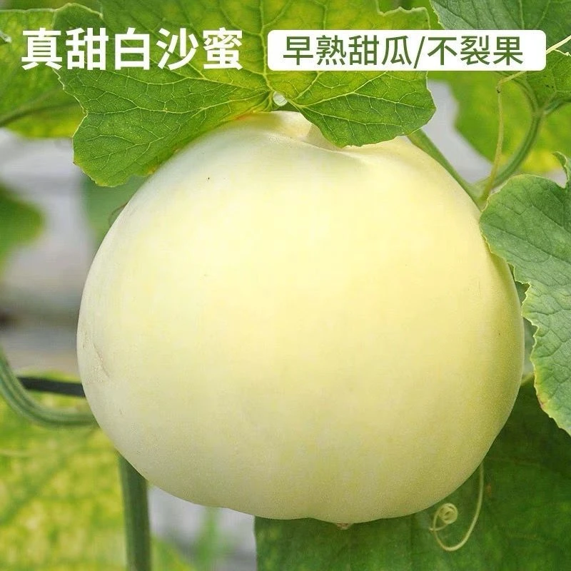 甜瓜种子白沙蜜超甜早熟高产薄皮甜瓜香瓜种籽四季阳台盆栽水果种