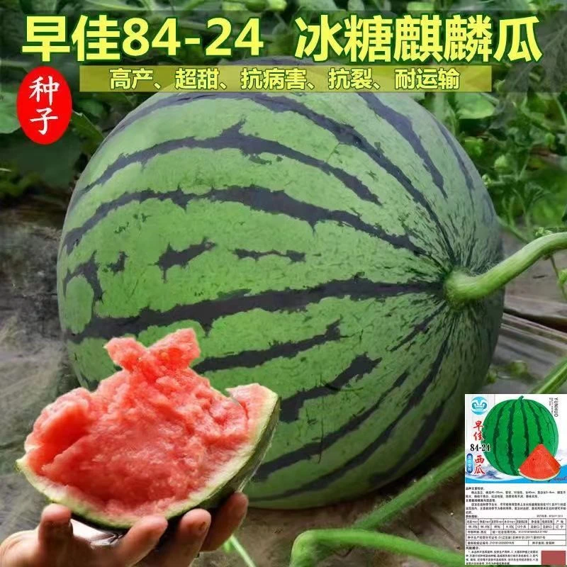 【原包装】西瓜种子8424高产薄皮无籽瓜冰糖麒麟种子四季蔬菜种子