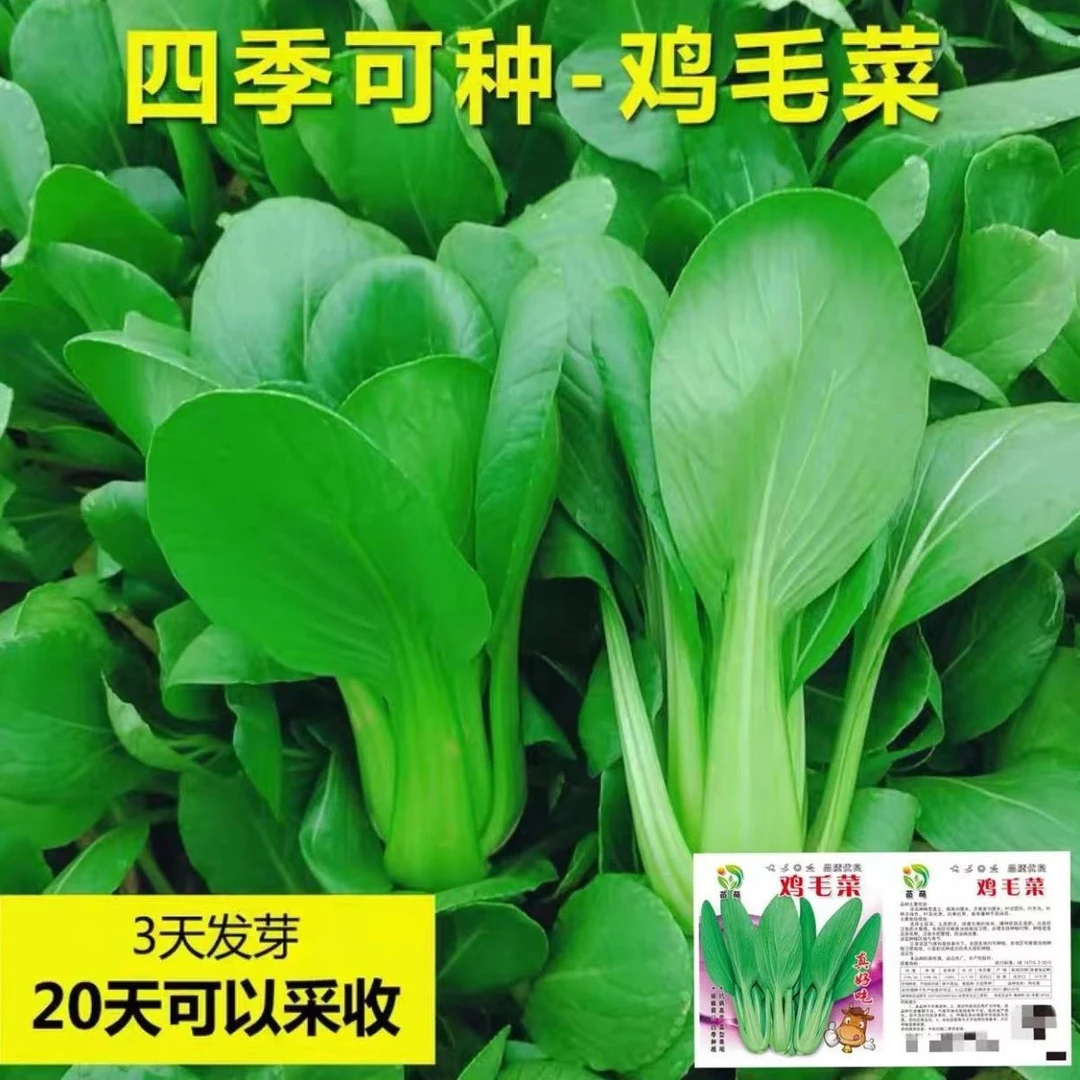 真好吃四季鸡毛菜种子18天小青菜种子蔬菜种子阳台耐热青菜种子