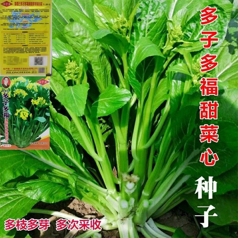 多枝多芽菜心 多子多福甜菜心种子广东菜芯菜苔籽蔬菜种子春夏秋