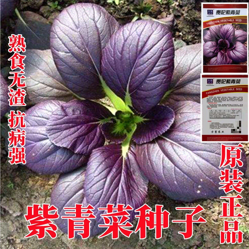 紫油菜种子小青菜种籽红上海青南方菜籽蔬菜孑菜种秋冬季四季籽种