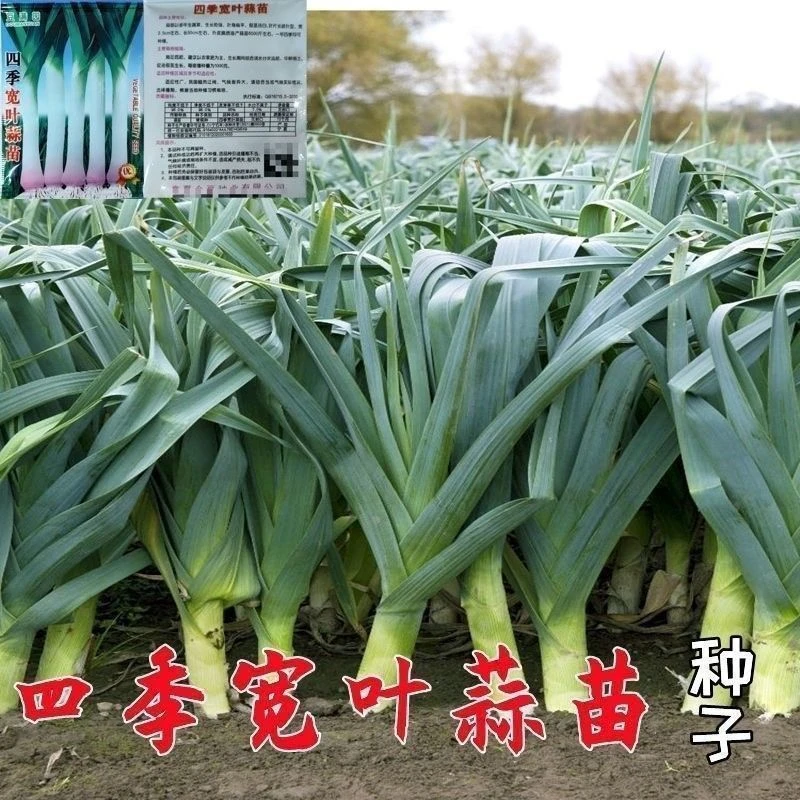四季宽叶蒜苗种子一年四季三茬连续采收红皮蒜苗籽农家大田蔬菜籽