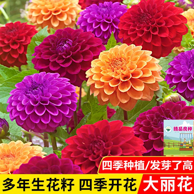 大丽花种子四季种易活开花不断庭院种植盆栽植物花种子桌面花卉籽