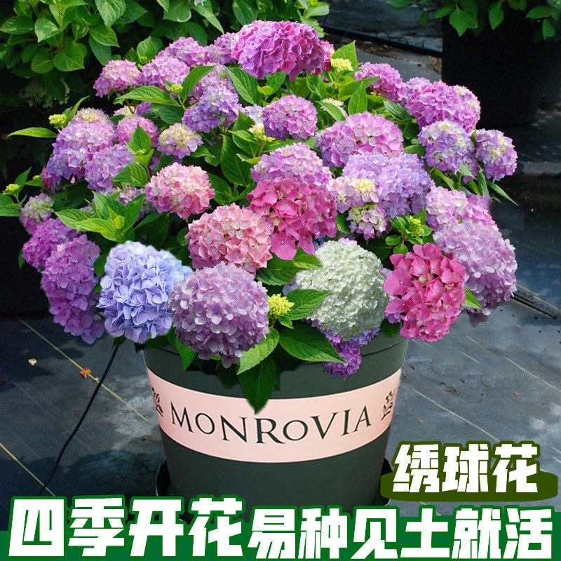 绣球花种子花种四季开花易活花籽盆栽庭院室内外花草植物花种籽子