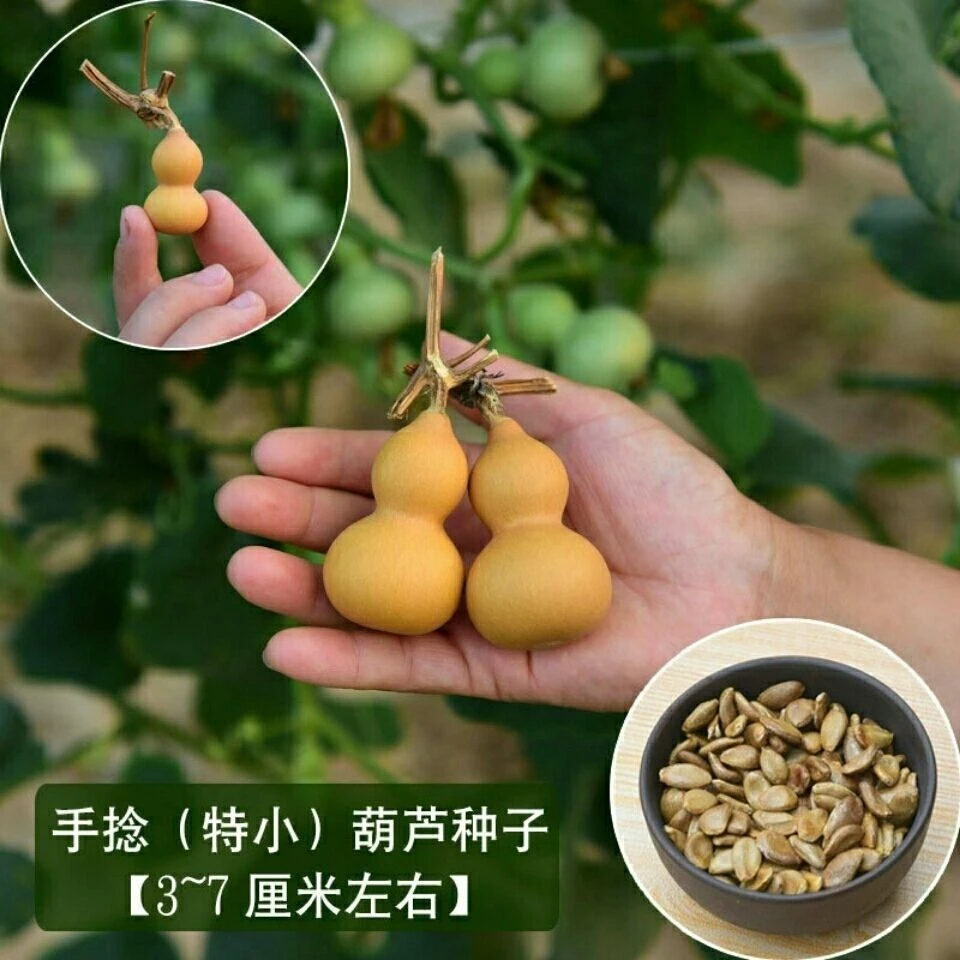 天然手捻大中小葫芦种子美国葫芦籽阳台观赏葫芦种盆栽草李金文玩