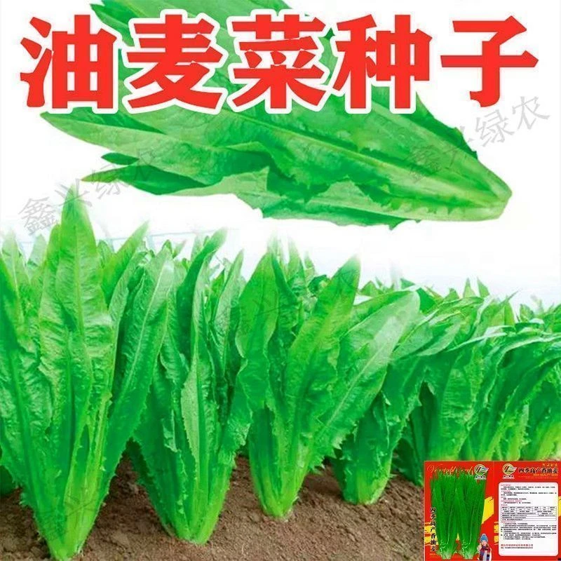 甜脆油麦菜种子清香无斑油麦菜种子四季播种盆栽庭院有机蔬菜种子