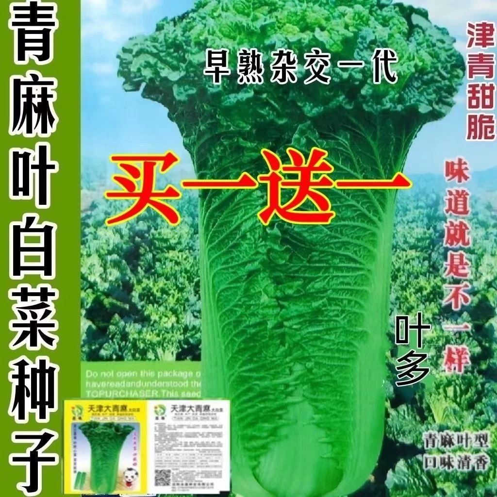 天津青麻叶大白菜种子秋冬直筒包心白菜蔬菜籽绍菜山东大白菜种孑
