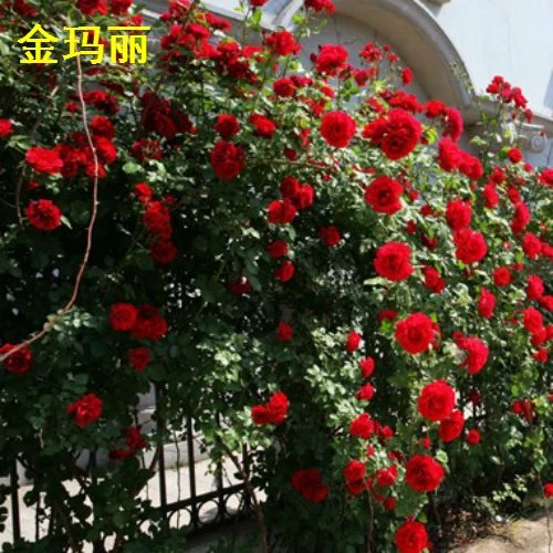 买2送1四季播易种蔷薇花种子庭院花种子盆栽花卉爬藤月季爬墙快