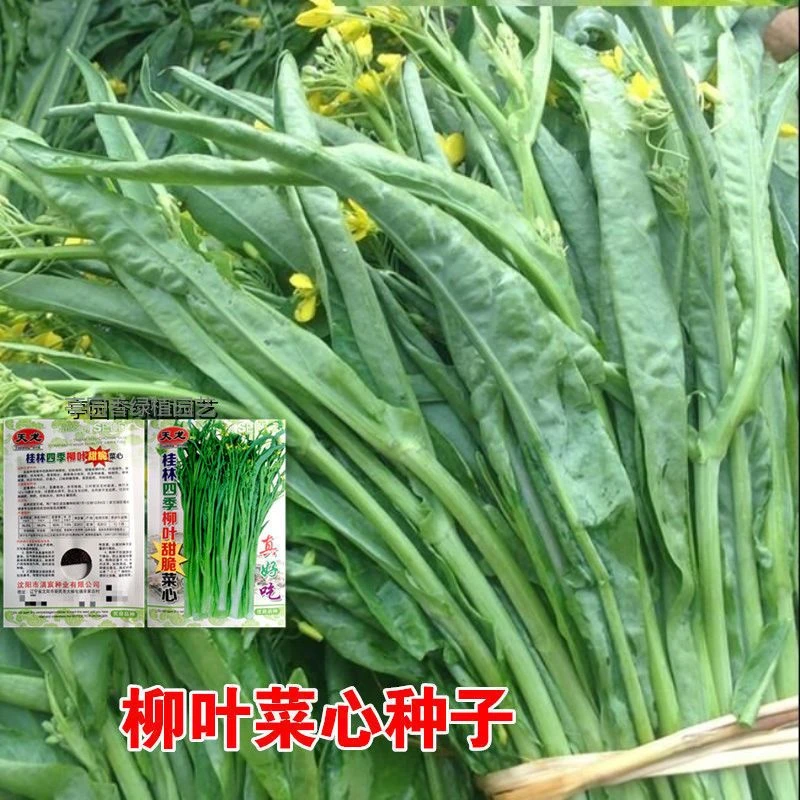 桂林四季柳叶甜菜心种子芽菜心四九菜心广西柳叶菜花蔬菜种子大全