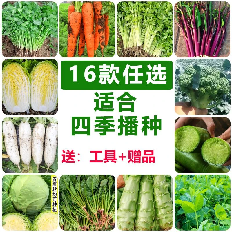 16种菜种子大全秋冬季香菜蔬菜种子盆栽一年四季可种青菜籽冻不死