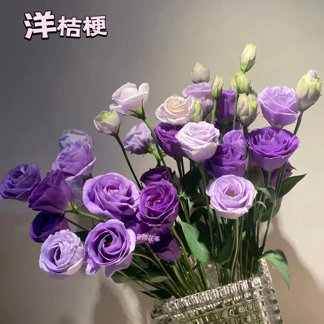 洋桔梗花种子 易活花草阳台室外花种籽子花卉盆栽四季易活送肥料