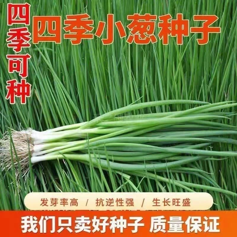 【原厂包装】四季小香葱种子室内外阳台庭院易种植蔬菜种子大全