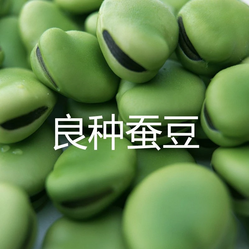 蚕豆种子特大高产北斗七星罗汉豆春秋冬季播种早熟耐寒本地胡豆籽