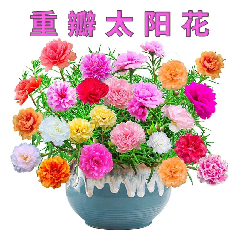 【不活包退】 20色混色重瓣太阳花种子阳台庭院四季易活种植简单