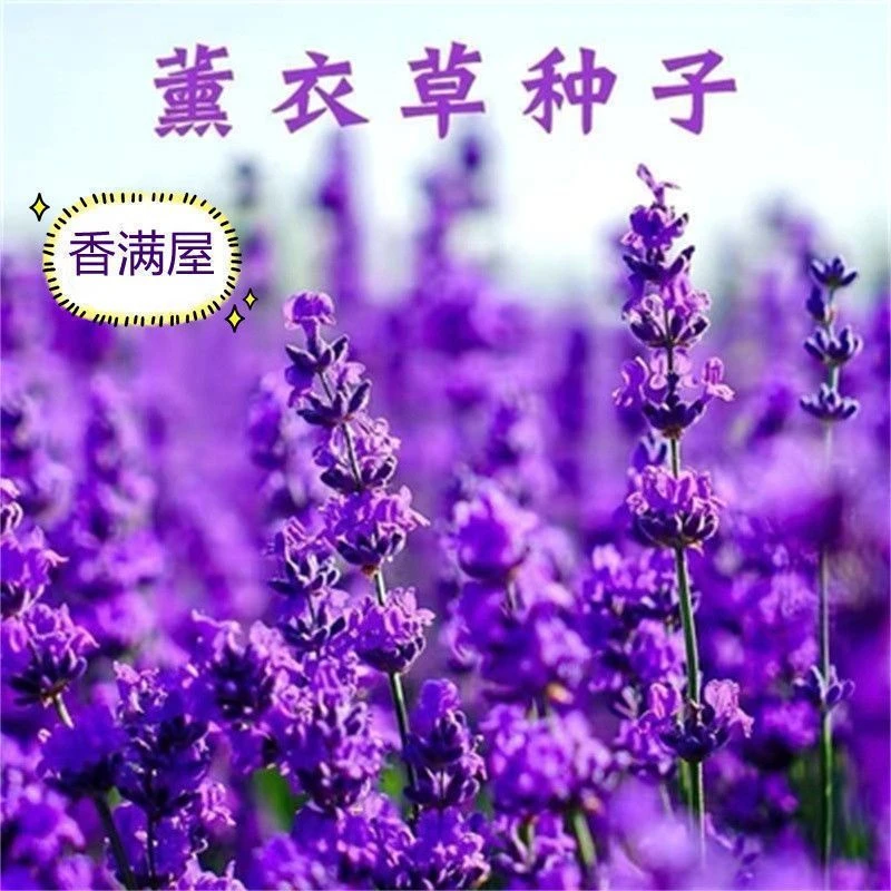 薰衣草种子法国普罗旺斯薰衣草花种四季易种庭院驱蚊香草盆栽阳台