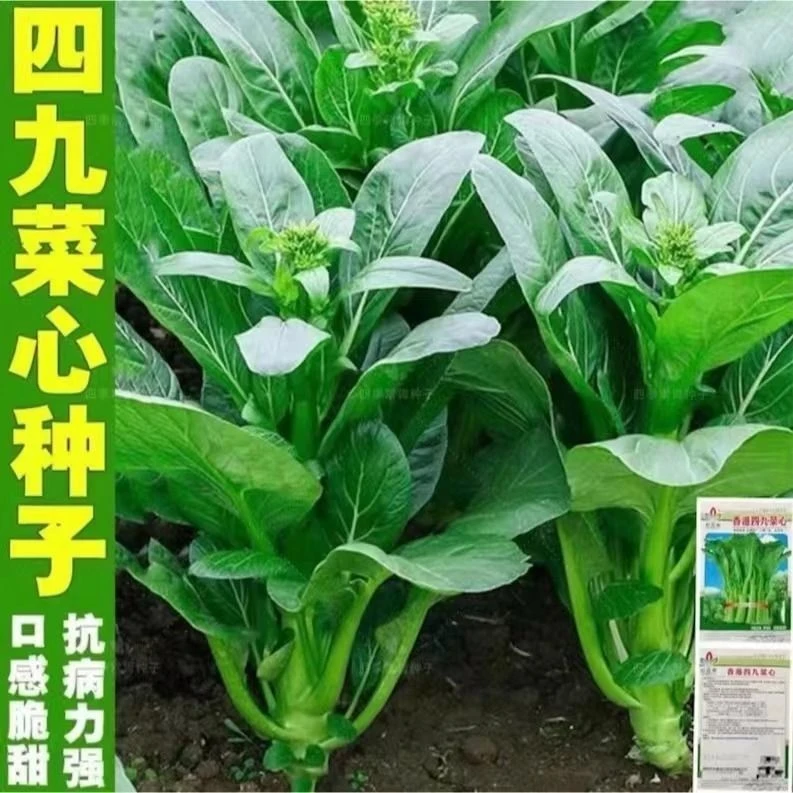 四季甜菜心种子春夏秋冬季广东四九菜心青菜种籽盆栽蔬菜种孑油青