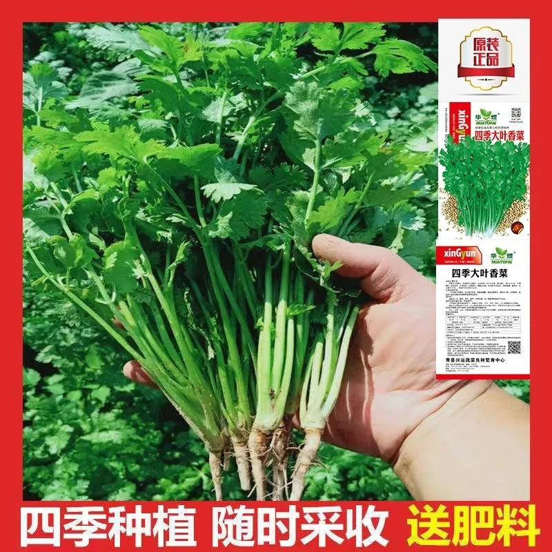 香菜种子四季易种耐热耐抽苔阳台盆栽蔬菜种子大全农家大叶香菜
