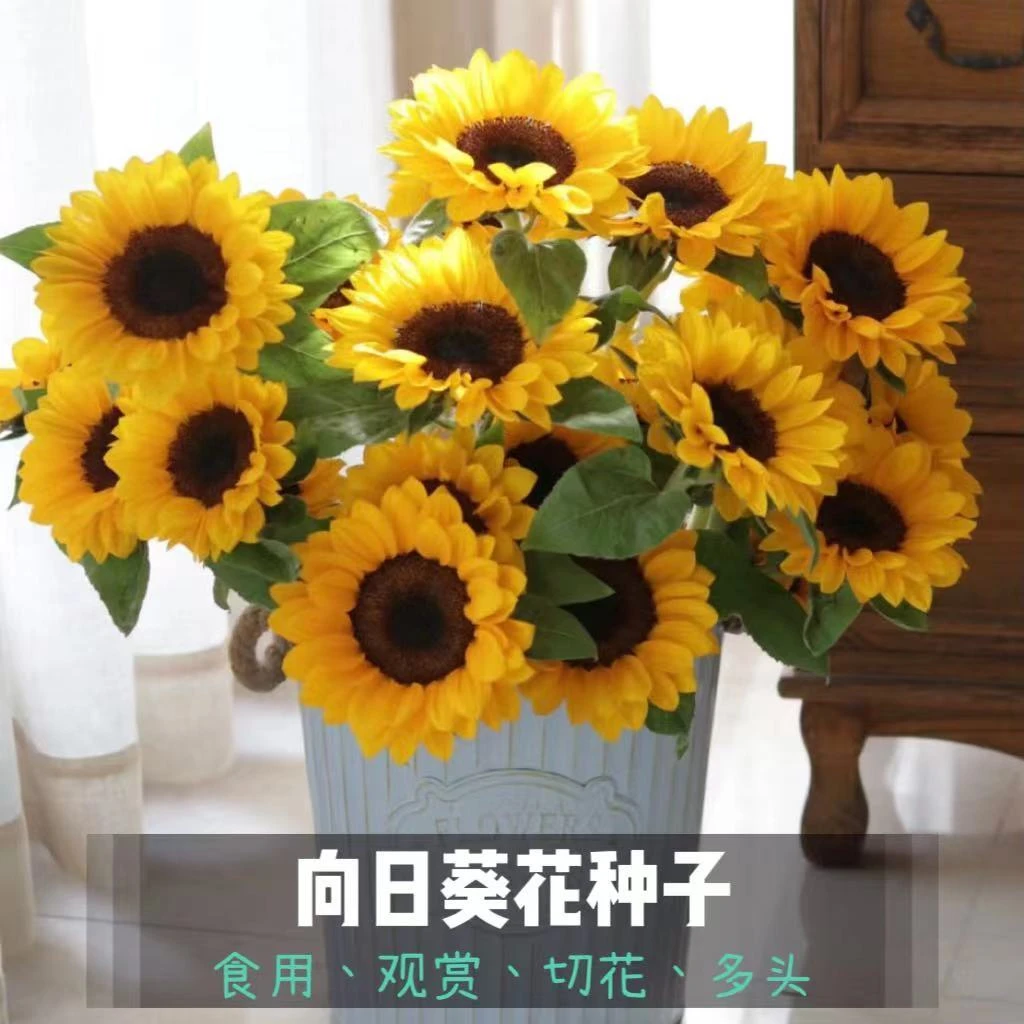 食用向日葵种子矮生多头观赏切花宿舍室内家庭盆栽向日葵种子大全