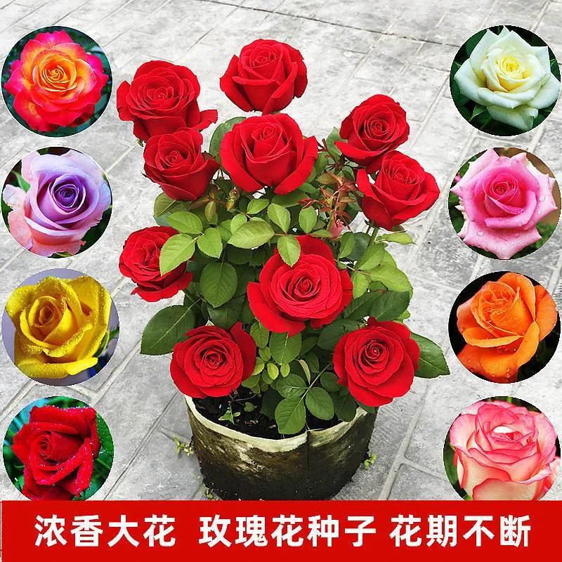 玫瑰花种子重瓣浓香大花四季播种庭院阳台盆栽月季花卉种籽苗耐寒