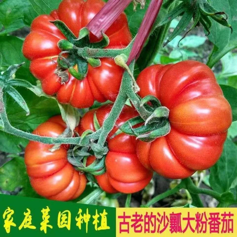 非转基因可留种老番茄 老品种大番茄种子 大粉西红柿种子有番茄味
