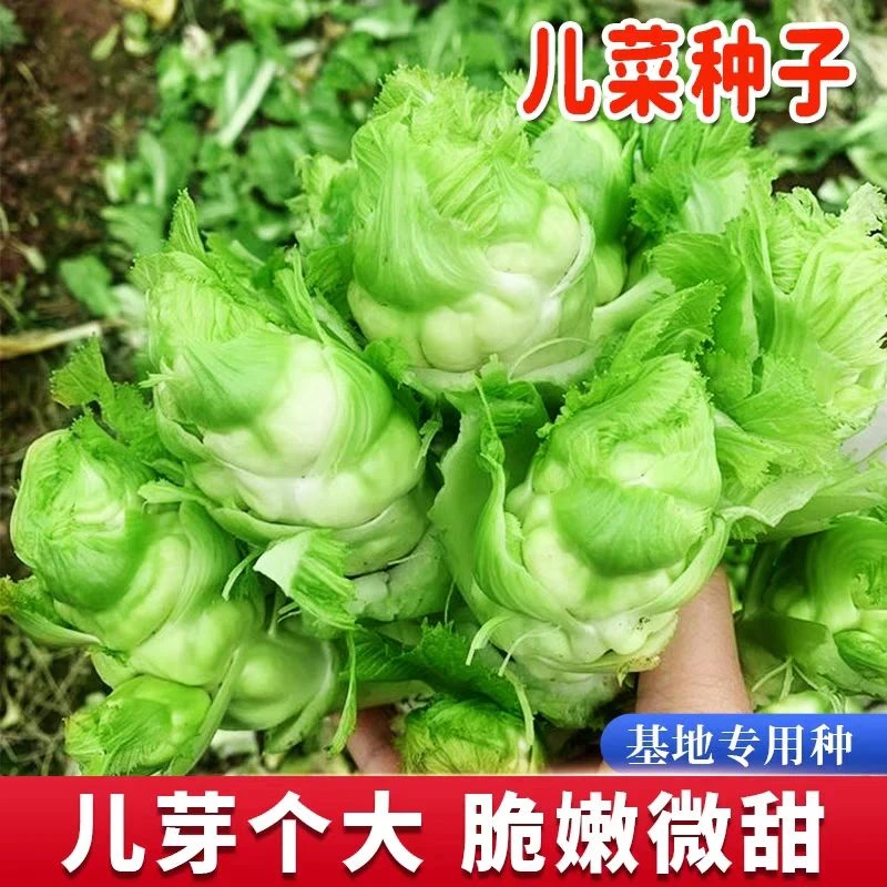 正宗儿菜种子四川特产清香娃娃菜当季阳台耐高温早熟易种蔬菜种