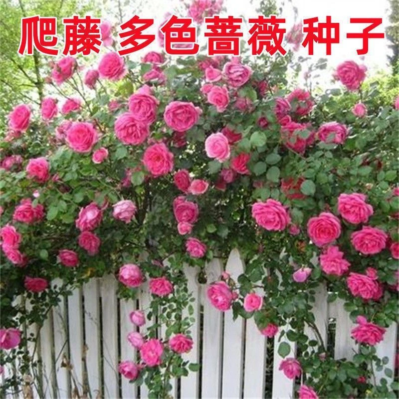 爬藤蔷薇种子多花蔷薇四季播种不断开花绿植盆栽花卉赛月季种子