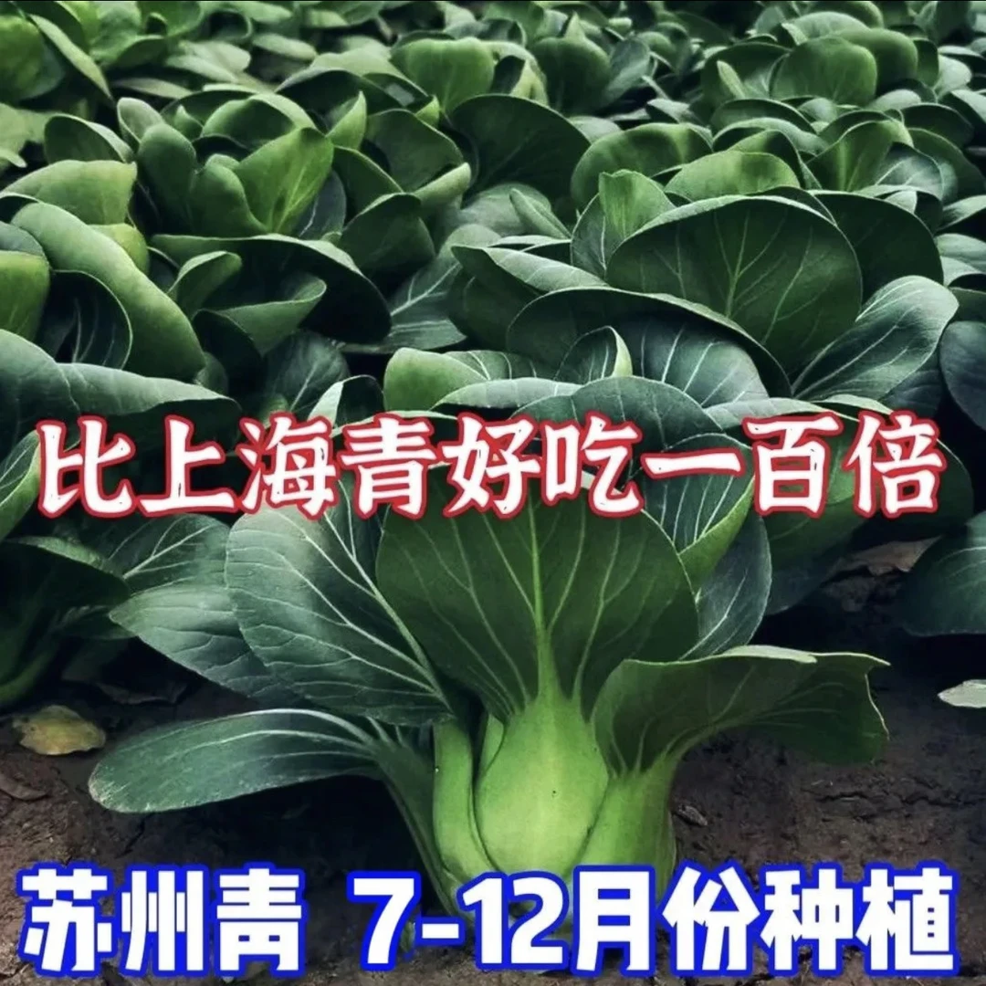 正宗黑大头苏州青矮脚青梗菜四季耐冬油菜小青菜大叶黑油青菜蔬菜