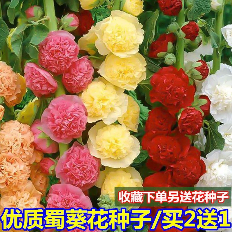 重瓣蜀葵四季开花混色大花一丈红多年生庭院盆栽耐寒花草籽花种子