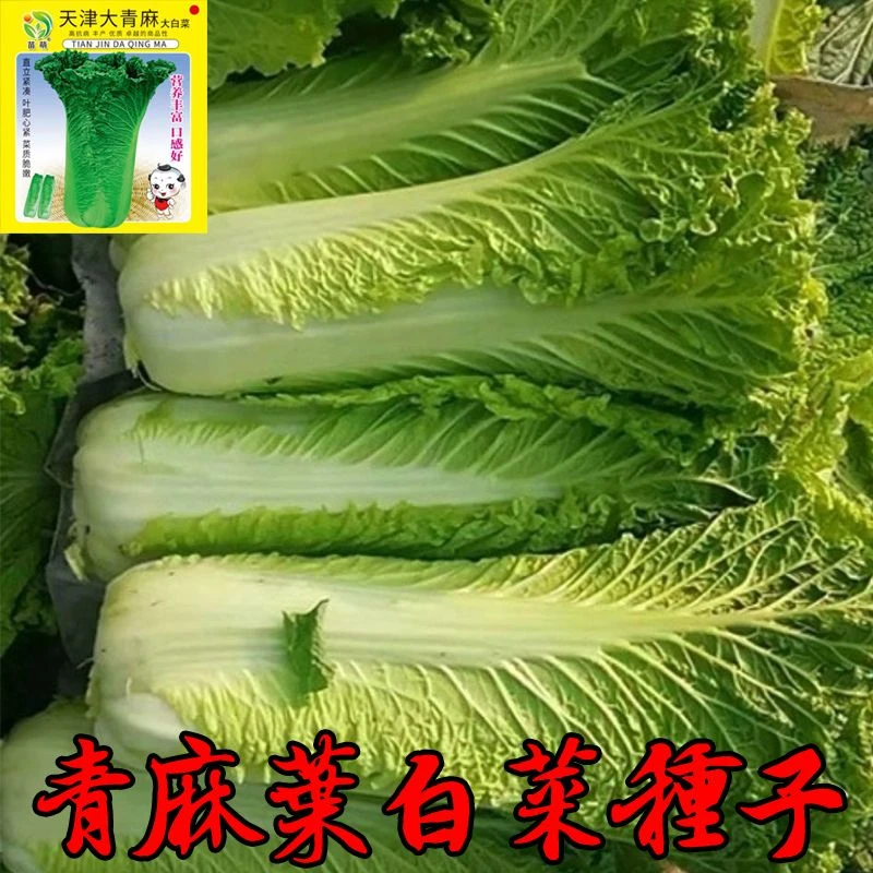 天津青麻叶白菜种子高帮青口大白菜籽 抗病直筒包心秋季蔬菜种子