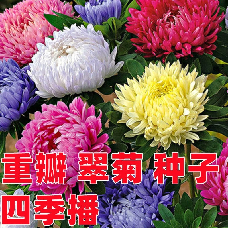 翠菊种子大花矮生庭院盆栽花卉种籽阳台绿植重瓣菊花易活四季播种