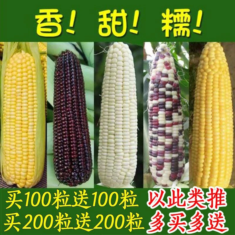 玉米种子批发水果玉米种子白糯黄糯紫黑糯彩糯甜玉米种子甜糯玉米