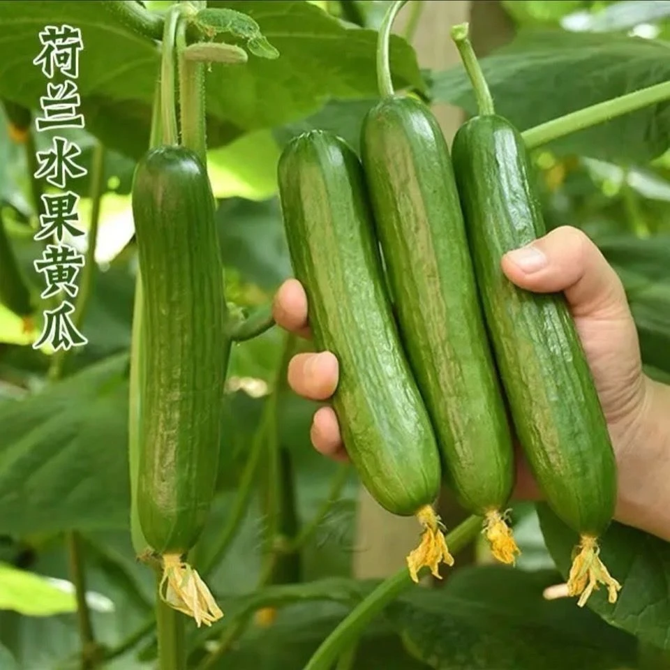 脆甜水果黄瓜种子新品种无刺荷兰小黄瓜种籽四季高产庭院水果种子