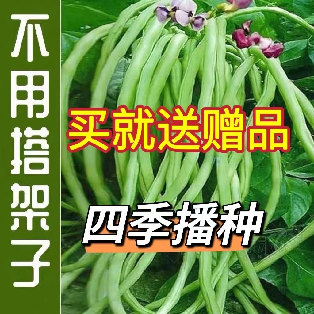 无架长豆角种子苗早春豇豆四季豆蔬菜种籽菜种大全孑子豆种籽种秧