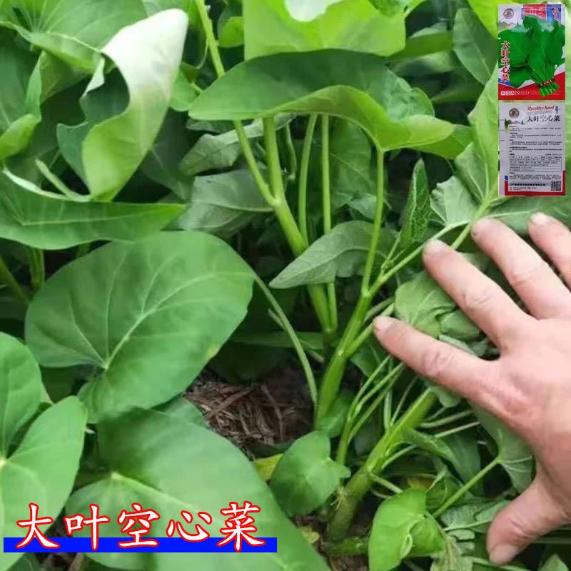 大叶空心菜种子脆嫩青梗空心菜种籽盆栽庭院速生摘不败四季可采收