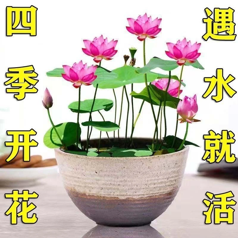 碗莲水培植物花卉室内花好养四季开花种水养荷花籽盆栽客厅睡莲