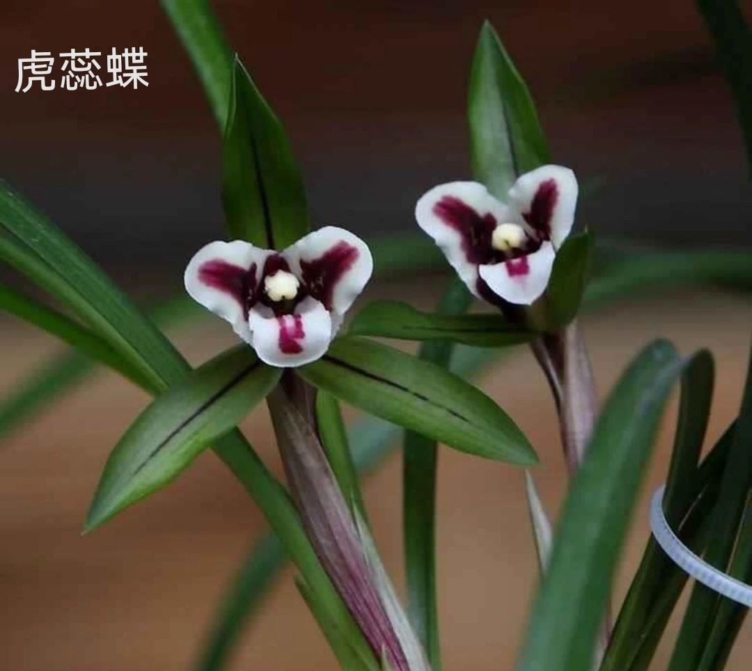 春兰奇花：虎蕊蝶、大元宝、花蝴蝶、飞香蝶