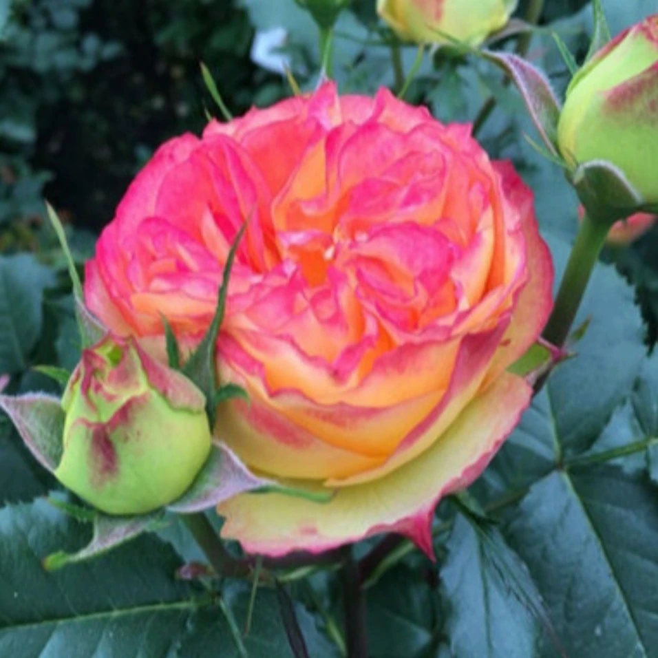 欧洲月季橙色绒球庭院花园藤本爬藤蔷薇绒球系列月季花苗切花多头