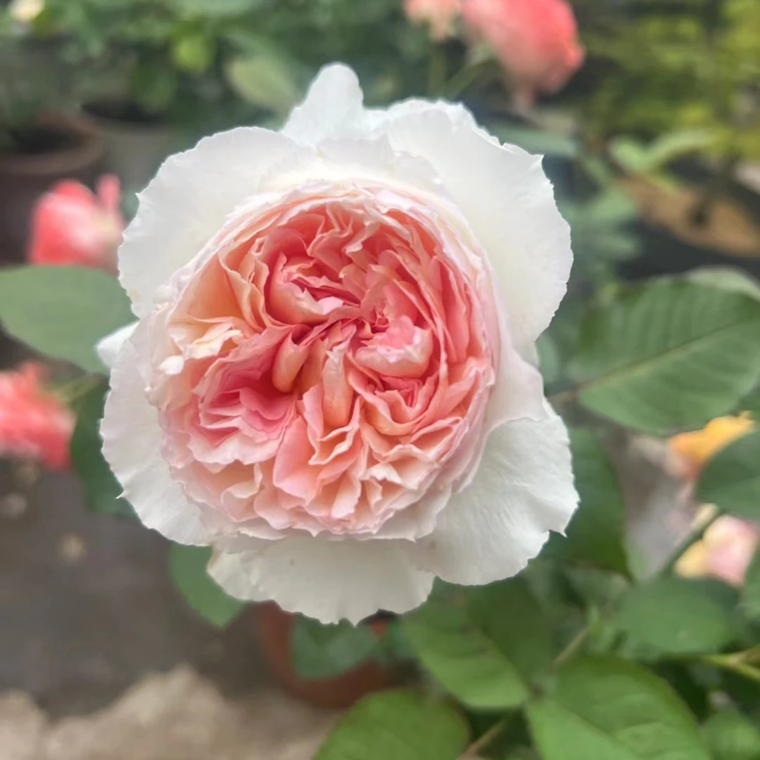 金盏花月季 藤本多花蔷薇爬藤植物绿植盆栽拱门庭院阳台多季开花