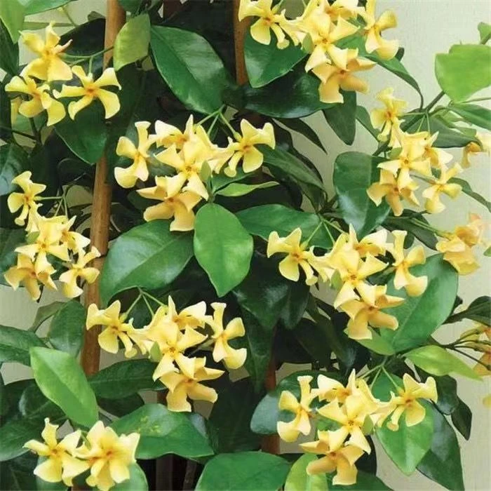 风车茉莉盆栽大苗络石藤垂丝爬藤花卉耐寒阳台常青绿植物四季开花
