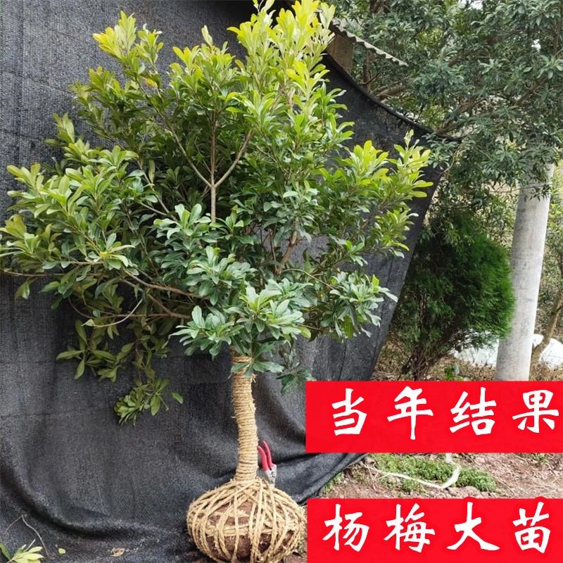 东魁杨梅树树苗梅苗特大南方北方种植地栽当年结果杨梅苗当年结果