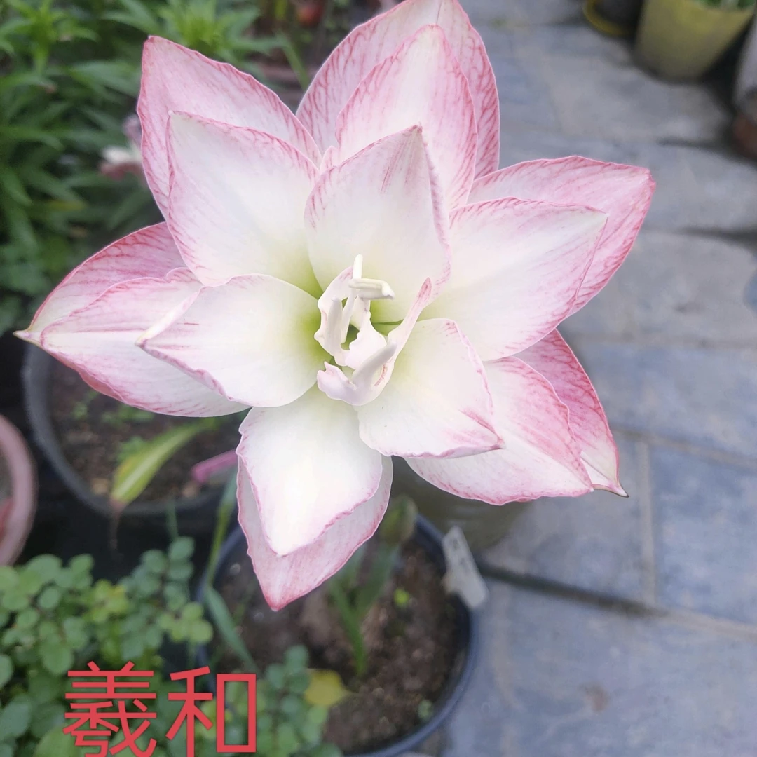 【羲和】国内杂交自育朱顶红 仙气飘飘 阳台专用